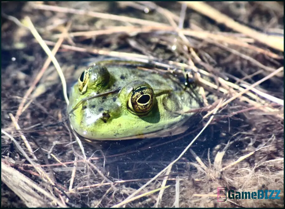 Eilande: Wie man Sumpf-Frosch schlägt