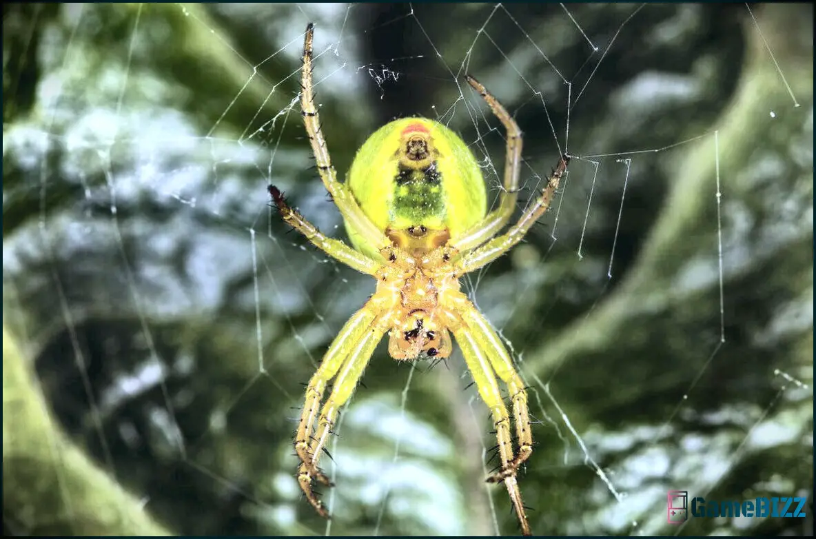 Eine neu entdeckte Spinne wurde nach einem Monster Hunter-Feind benannt